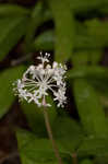 Dwarf ginseng